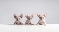 Three Sphynx cats with blue eyes on a white background.