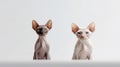 Two Sphynx cats with blue eyes on a white background.