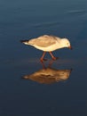 Pure Pristine Silver Gull Strolling the Sea Shore. Royalty Free Stock Photo