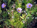 pure purple cosmea flowers in the garden Royalty Free Stock Photo