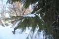 Pure snow on the branches of spruce