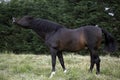 Pure Spanish Horse, Adult Flehming