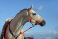 Pure Spanish Horse or PRE, portrait against blue sky background Royalty Free Stock Photo
