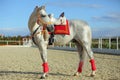 Pure Spanish Horse or PRE, portrait against blue sky background Royalty Free Stock Photo