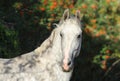 Pure Spanish Horse or PRE, portrait against  dark background Royalty Free Stock Photo