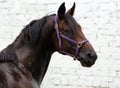 Pure Spanish Horse or PRE, portrait against light wall background