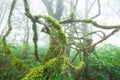 Pure tropical rainforest in the mist Royalty Free Stock Photo