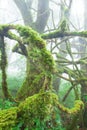 Pure tropical rainforest in the mist Royalty Free Stock Photo