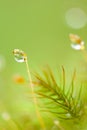 Pure water drops in moss and tropical plants, bokeh and blurred natural green backgrounds. Transparent and bright rain droplet Royalty Free Stock Photo