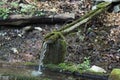 Pure water flowing n dropping from wood pipe