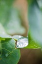 Pure water rain drop on green leaf stuck on zen background macro Royalty Free Stock Photo