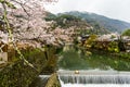 Pure water and sakura flower Royalty Free Stock Photo