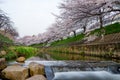 Pure water and sakura flower Royalty Free Stock Photo