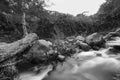 Pure water stream flowing over rocky mountain terrain in the Kakopetria forest,  Troodos, Cyprus Royalty Free Stock Photo