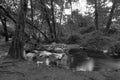 Pure water stream flowing over rocky mountain terrain in the Kakopetria forest,  Troodos, Cyprus Royalty Free Stock Photo