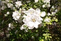 Pure white aplle tree blossom in May