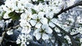 Pure white apple blossom Royalty Free Stock Photo