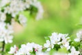 Pure white apple tree blossoms blooming in springtime Royalty Free Stock Photo