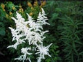 Pure white Astilbe Royalty Free Stock Photo