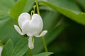 Snow White Bleeding Heart