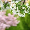 Pure white blossoms of an apple tree in spring Royalty Free Stock Photo