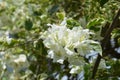 Pure white bougenville flowers