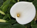 pure white calla lily flower blooming with flower buds and green leaves Royalty Free Stock Photo