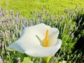 Calla lily blooming among lavender field.