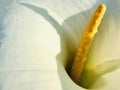 Calla lily, in the sunshine morning. Royalty Free Stock Photo