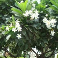 Pure white Champa flowers surrounded by shining green leaves on a sunny day