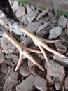 pure of white chicken feet smooth on the beautiful ground Royalty Free Stock Photo