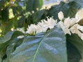 pure white coffee flower bloom with its green leaves Royalty Free Stock Photo