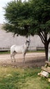 White horse tied to a tree Royalty Free Stock Photo