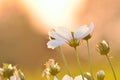 Pure White Cosmos Blossoms