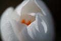 Pure white crocus flower macro. Soft petals, selective focus.