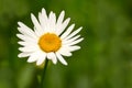 A pure white daisy flower growing in a botanical garden or grassy fields in Spring. A beautiful isolated, natural Royalty Free Stock Photo