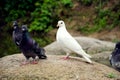 Pure white dove and gray Royalty Free Stock Photo