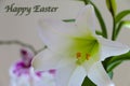 A Pure White Easter Lilly Close-up with Colorful Orchids in the Background