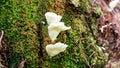 Mushroom Cone on the woods moss Royalty Free Stock Photo