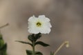 Pure white flower with beautiful background Royalty Free Stock Photo