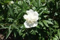 Pure white flower of peony in June