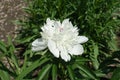 Pure white flower of peony in May Royalty Free Stock Photo