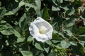 Pure white flower of devils trumpet Royalty Free Stock Photo