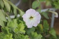 Pure white flower with green leaves Royalty Free Stock Photo