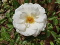 Pure white flower with green leaves and beautiful background outdoor nature photography Royalty Free Stock Photo