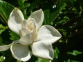 Pure white flower of magnolia.