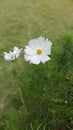 A pure white flower in the middle of the garden Royalty Free Stock Photo