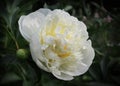 Pure White Flower of a Peony Plant Royalty Free Stock Photo