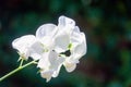 Pure white flowering perennial peavine from close