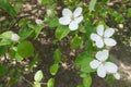 Pure white flowers of Cydonia oblonga Royalty Free Stock Photo